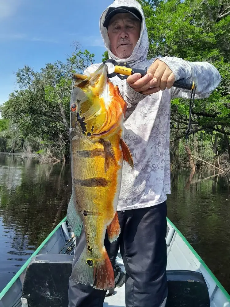 Tucunaré capturado em pescaria esportiva no Rio Negro, Barcelos (AM)