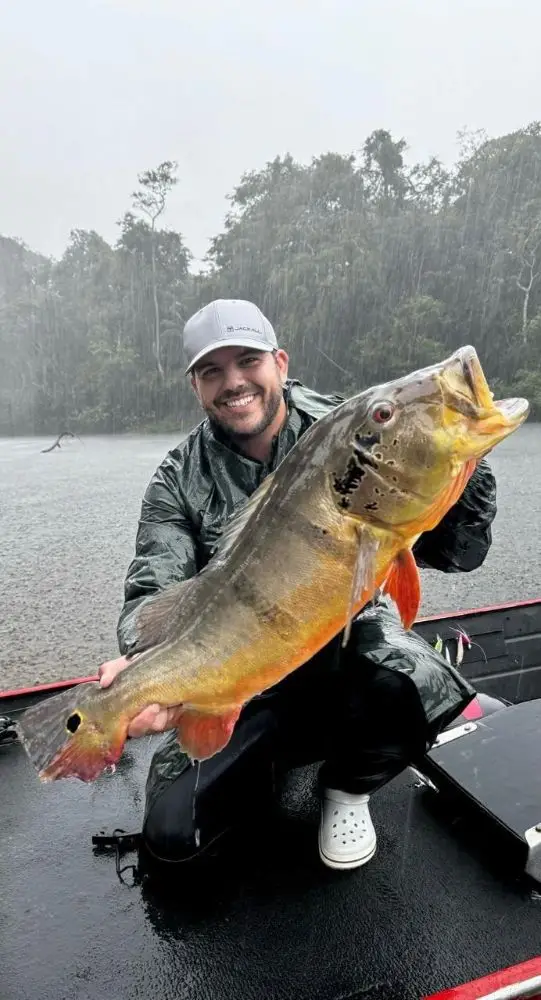 Tucunaré capturado em pescaria esportiva no Rio Negro, Barcelos (AM)